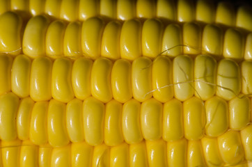 .Corn seed placed on the pods do not have a closer look at the d