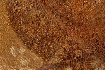 Wood texture with natural pattern
