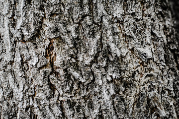 Tree background for texture