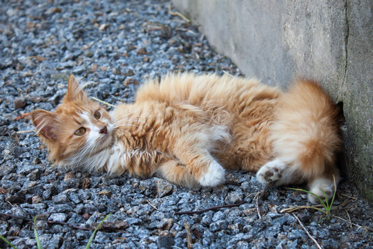 Cat lying on the grass.