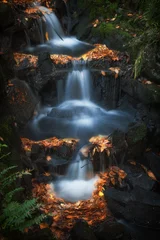 Foto op Aluminium Clyne Park-watervallen Herfstbladeren op een kleine reeks watervallen in Clyne Park, Swansea © leighton collins
