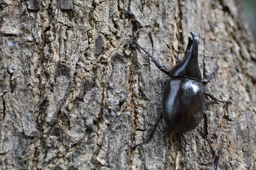 Dynastinae on tree