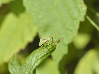 Green shield bug
