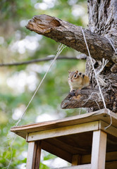 Chipmunk sitting beside feeder