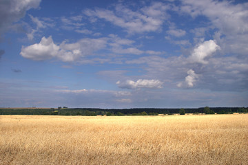 Fototapeta premium summer landscape