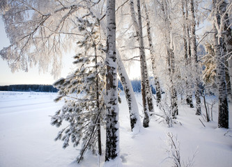 winter landscape