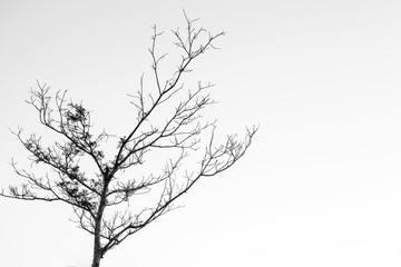 Fototapeta premium Dead tree isolated on white background