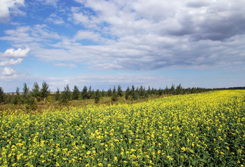 Obraz premium summer landscape