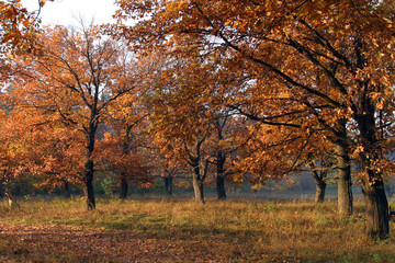 Naklejka premium autumn landscape