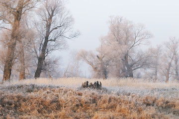 The arrival of winter