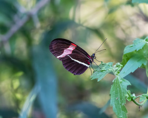 Erato Helliconia