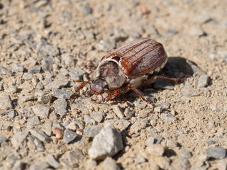 Cockchafer, May bug, doodlebug, Melolontha melolontha