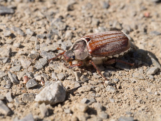 Cockchafer, May bug, doodlebug, Melolontha melolontha