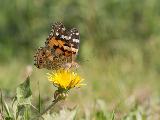 Painted lady, cosmopolitan, Vanessa cardui