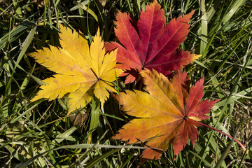 Яркие краски осени