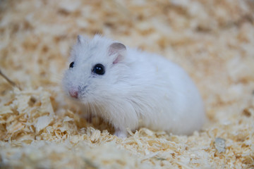 Chomik