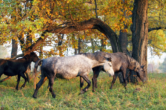 Horses in the autumn forest