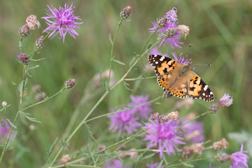 Painted lady, cosmopolitan, Vanessa cardui