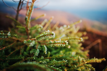 Close up small new year tree, illuminated by sun, with frost on