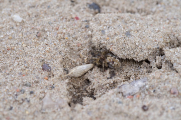 Wolf spider, Arctosa