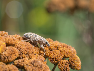 Sluggish weevil, Cleonis pigra