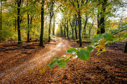 Fototapeta Sunflair on footpath at forest in autumn season, netherlands