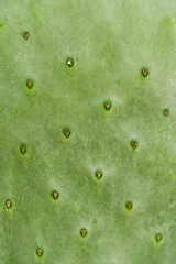 Green leaf cactus, background or texture