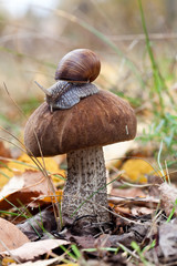 Roman snail (Helix pomatia) on brown cap boletus