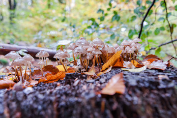 Wild mushrooms at autumn in forrest