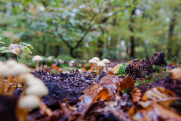 Wild mushrooms at autumn in forrest