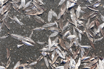leaves frozen in ice