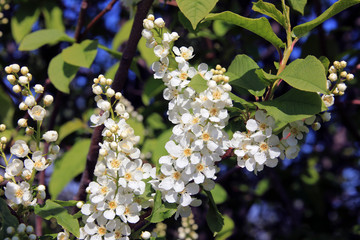 bird-cherry tree blossoms