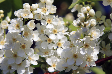 bird-cherry tree blossoms