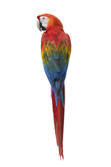 Bird macaw, Scarlet Macaw isolate on white background