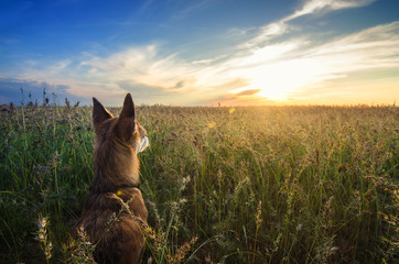 Small Chihuahua dog enjoying golden sunset in grass