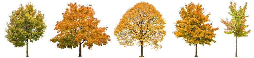 Obraz premium Jesienne drzewa izolowane białe tło Oak maple linden
