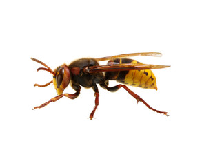 hornet isolated on white