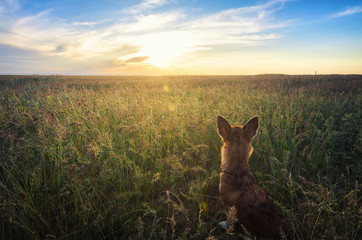 Small Chihuahua dog enjoying golden sunset in grass