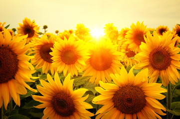 Obraz premium sunflowers and sun