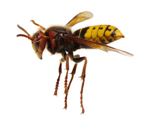 hornet isolated on white