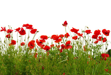 red poppies on white