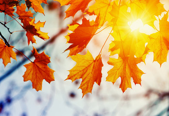  Autumn leaves on the sun