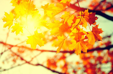  Autumn leaves on the sun
