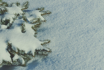 branches of a coniferous tree in the snow