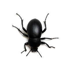 black beetle on white