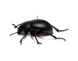 black beetle on white