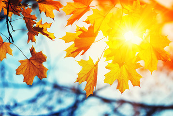 Plakat Autumn leaves on the sun