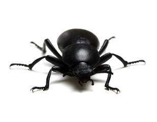 black beetle on white