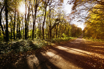 Fototapeta premium Piękny krajobraz leśny