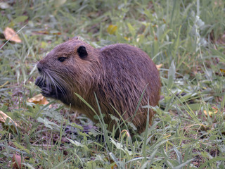 Coypu (Myocastor coypus), also known as nutria, eating